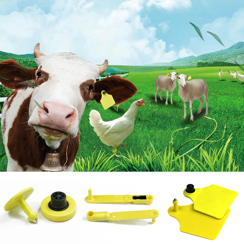 Application of UHF electronic ear tag Application of UHF electronic ear tag